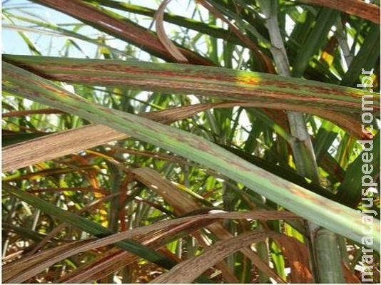 Publicação identifica doenças fúngicas foliares emergentes em cana-de-açúcar