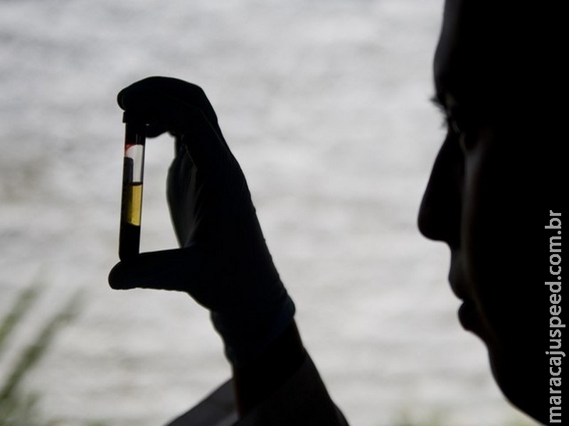 Testes com vacina antimalária que imita picada de mosquitos são promissores Testes com vacina antimalária que imita picada de mosquitos são promissores