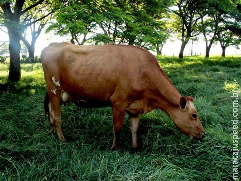 Vaca jersolanda pode ajudar a reduzir emissões da bovinocultura leiteira