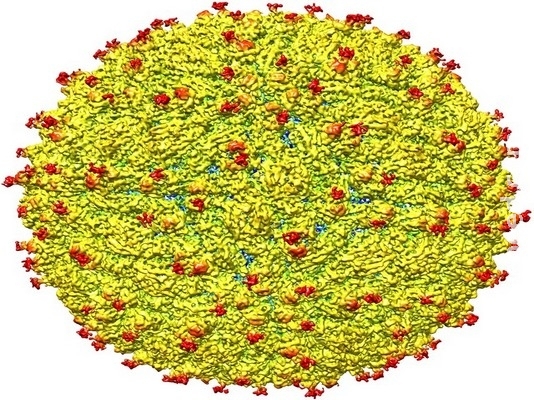Vírus da zika afeta testículos, segundo estudo Vírus da zika afeta testículos, segundo estudo