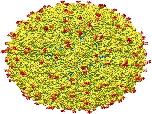  Vírus da zika afeta testículos, segundo estudo