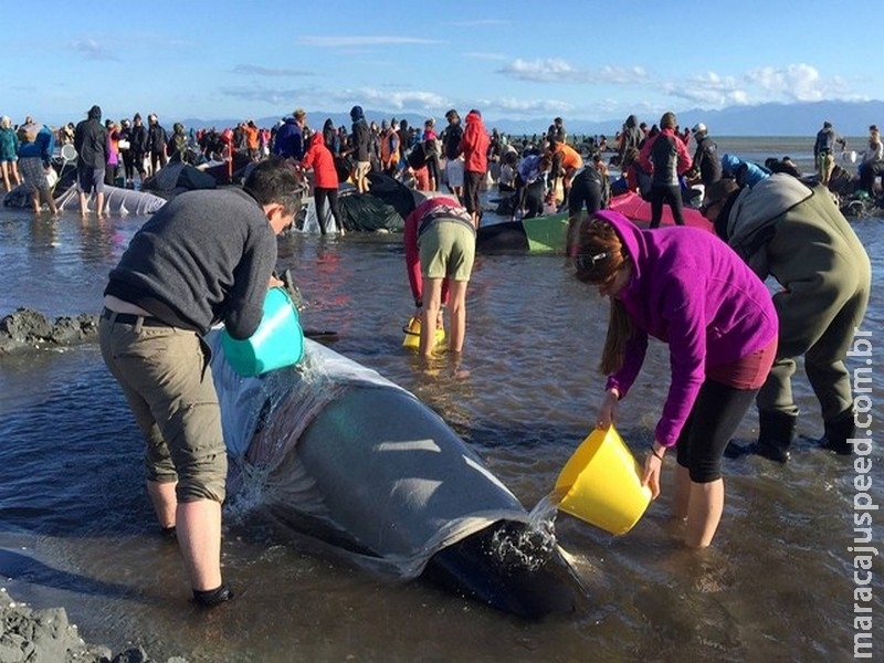  Voluntários conseguem resgatar 100 baleias na Nova Zelândia