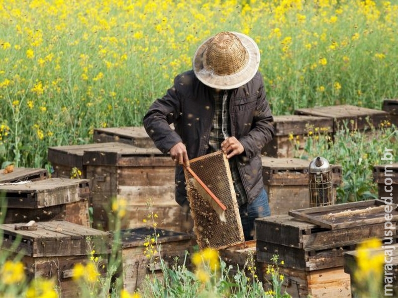 Alimento artificial garante nutrição de abelhas durante adversidades climáticas
