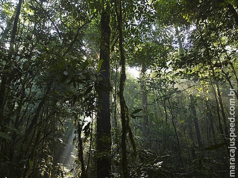 Amazônia pode entrar em ciclo de desmatamento e seca, diz estudo Amazônia pode entrar em ciclo de desmatamento e seca, diz estudo