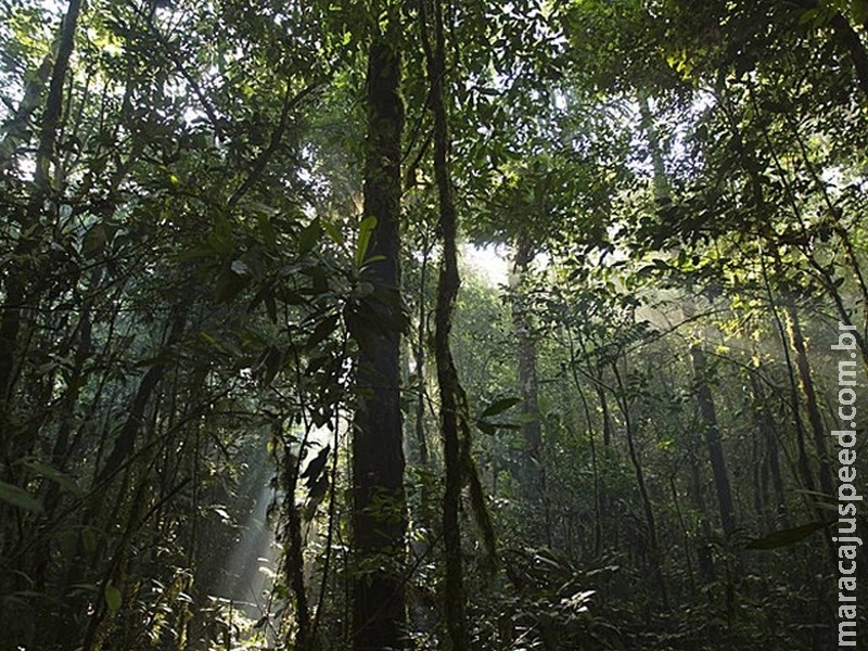 Amazônia pode entrar em ciclo de desmatamento e seca, diz estudo