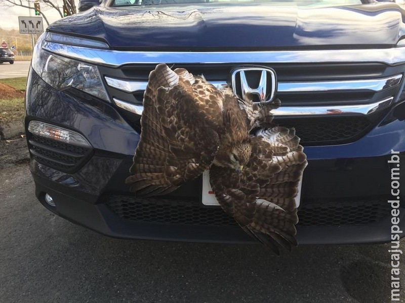 Ave de rapina fica presa em grade de SUV após choque Ave de rapina fica presa em grade de SUV após choque