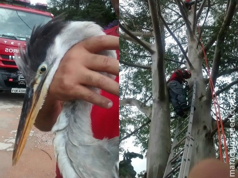 Bombeiros resgatam pássaro preso em árvore com 15 metros de altura 