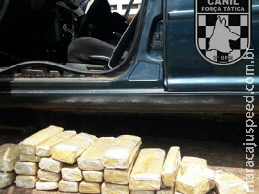 Cães encontram droga em veículo no pátio do DP