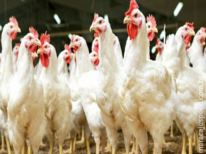 Carne salgada afeta negativamente exportações de frango