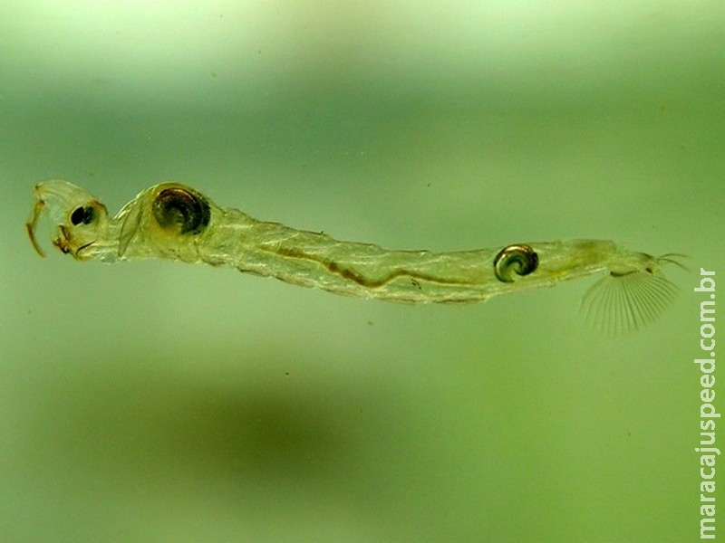 Cientistas descobrem que larva de mosca emite gases do efeito estufa