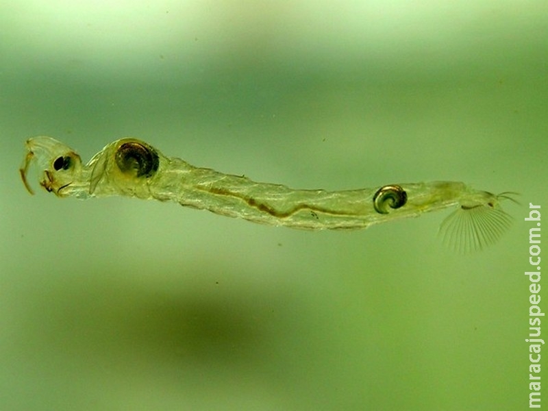 Cientistas descobrem que larva de mosca emite gases do efeito estufa Cientistas descobrem que larva de mosca emite gases do efeito estufa