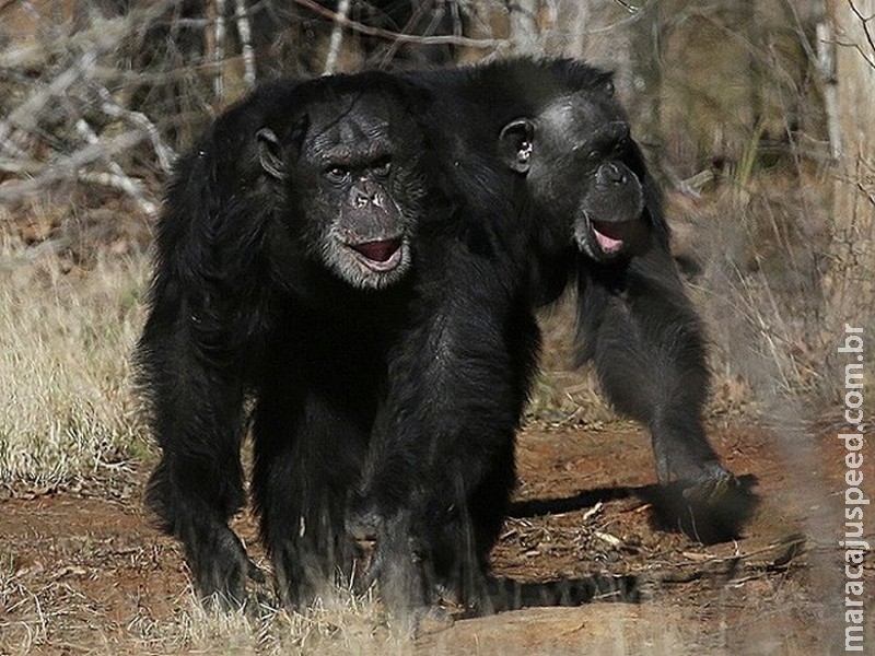 Cientistas desenvolvem vacina oral para proteger chimpanzés do Ebola