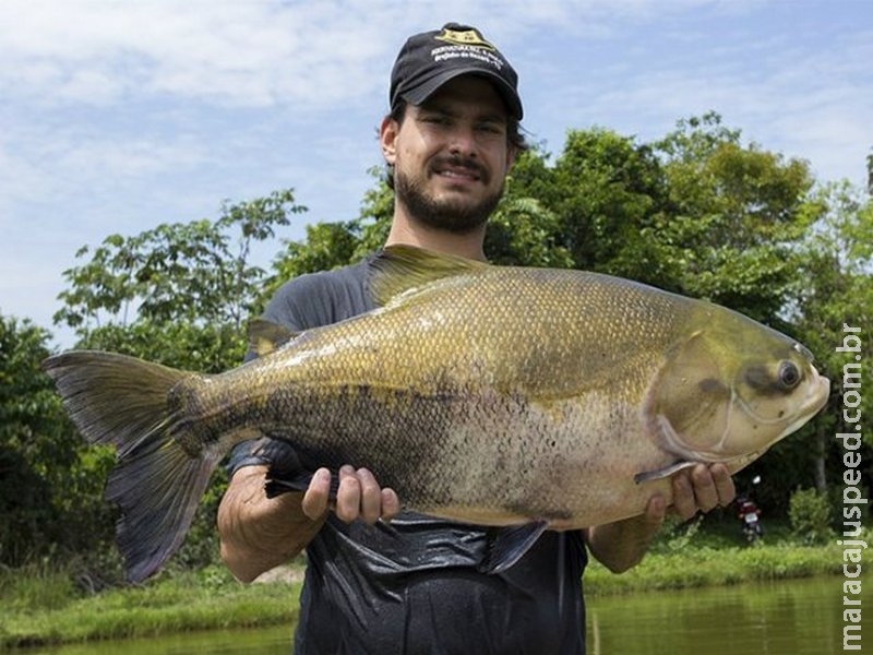 Cientistas sequenciam genoma de peixes brasileiros Cientistas sequenciam genoma de peixes brasileiros
