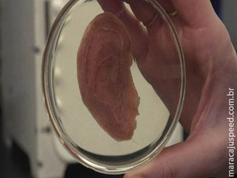 Cientistas usam maçã para criar tecido humano para transplante Cientistas usam maçã para criar tecido humano para transplante