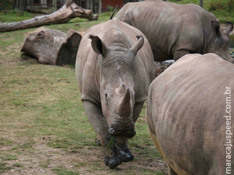 Dias após hipopótamo ser atacado, rinoceronte é morto em zoológico Dias após hipopótamo ser atacado, rinoceronte é morto em zoológico