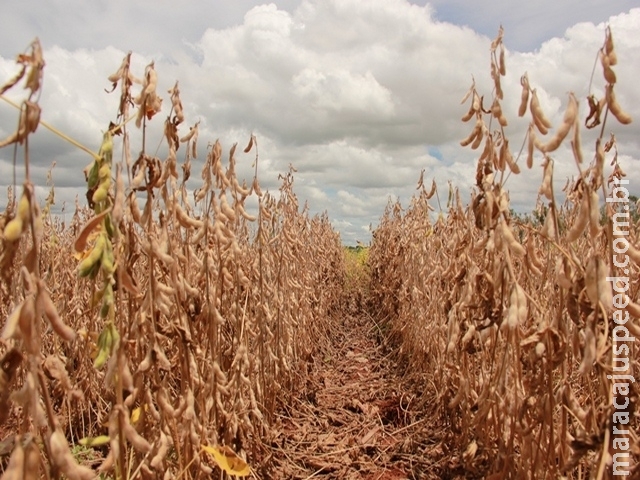 Em MS, 68% da safra de soja é colhida e plantio do milho 2ª safra avança
