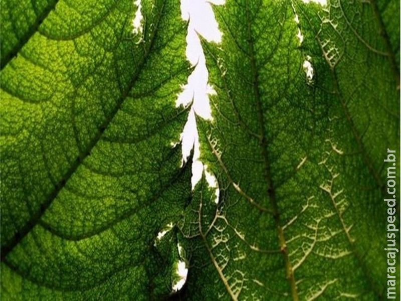 Estudo questiona capacidade das árvores de absorver gás carbônico