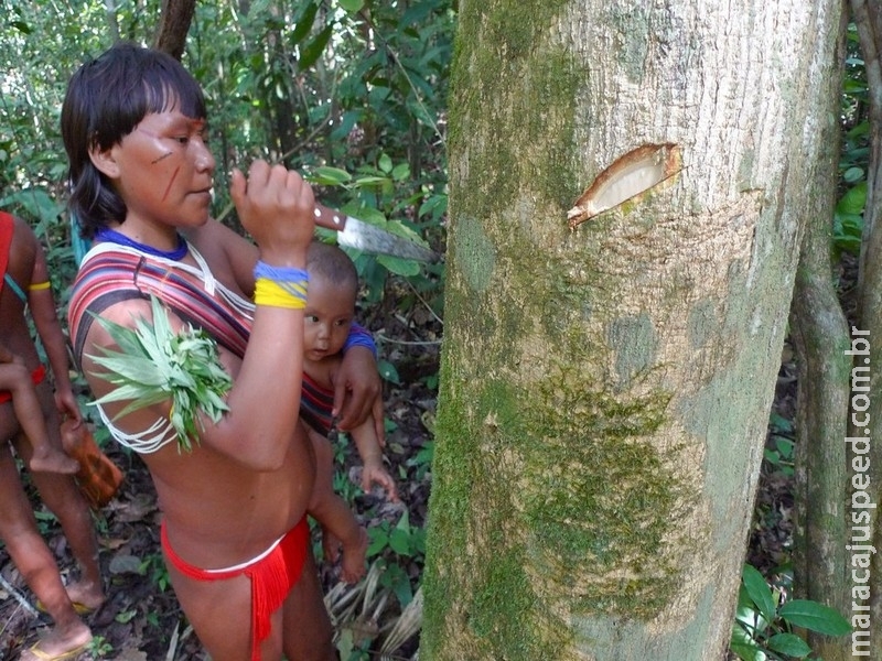 Estudo revela que povos indígenas tiveram forte impacto na composição da Amazônia Estudo revela que povos indígenas tiveram forte impacto na composição da Amazônia