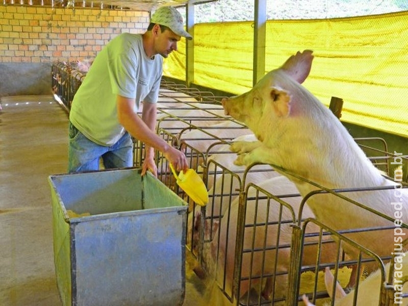 Fevereiro tem queda nos custos de produção de suínos e frangos de corte