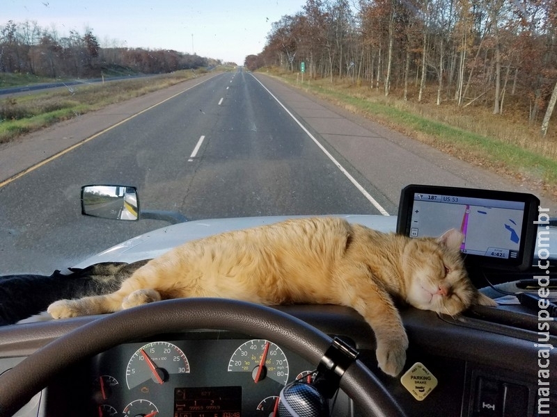 Gato sobrevive a viagem de mais de 600 km sob carroceria de caminhão, diz dono