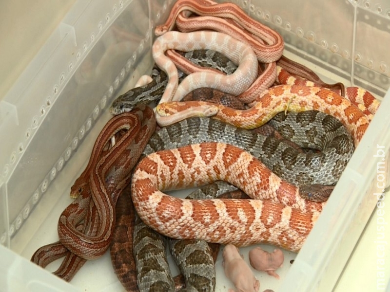Homem é preso por criar 22 cobras sem autorização do Ibama
