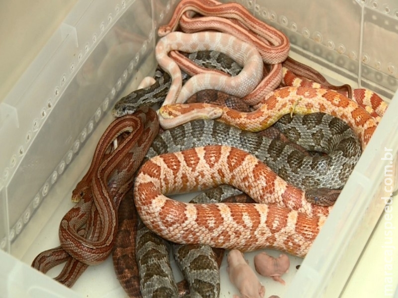 Homem é preso por criar 22 cobras sem autorização do Ibama Homem é preso por criar 22 cobras sem autorização do Ibama