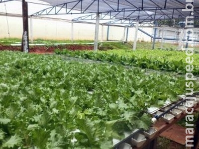 Horticultura em presídios gera ocupação e incrementa alimentação em entidades Horticultura em presídios gera ocupação e incrementa alimentação em entidades