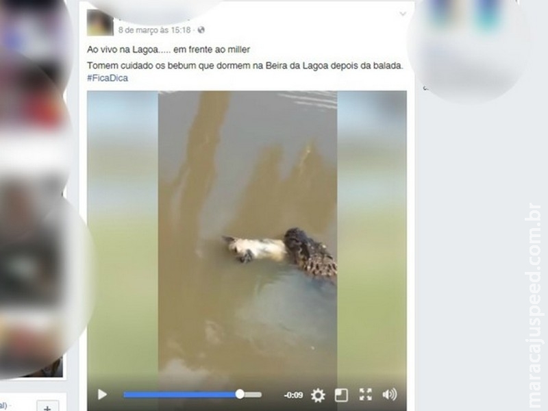 Jacaré abocanha cachorro morto e leva para lagoa em Três Lagoas, MS Jacaré abocanha cachorro morto e leva para lagoa em Três Lagoas, MS