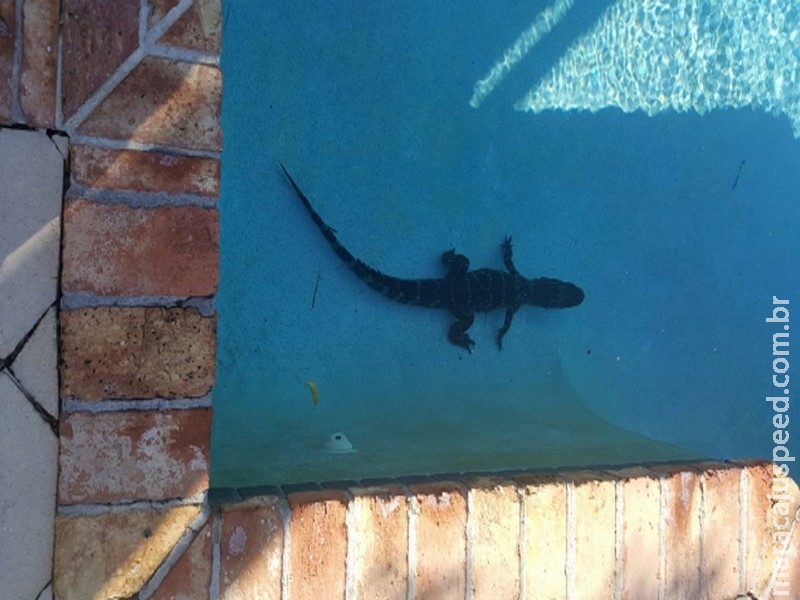Jacaré é flagrado em piscina de casa de família Jacaré é flagrado em piscina de casa de família