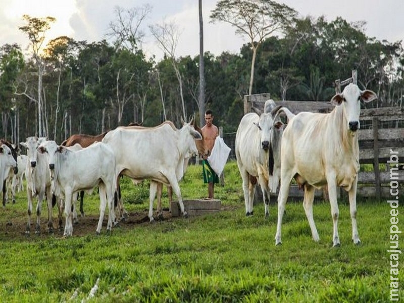 Mapa lançará projeto para reduzir emissão de gases de efeito estufa na pecuária Mapa lançará projeto para reduzir emissão de gases de efeito estufa na pecuária