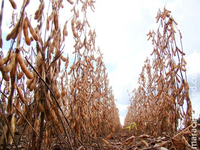 Mato Grosso do Sul tem 96% da safra de soja colhida, segundo Aprosoja/MS