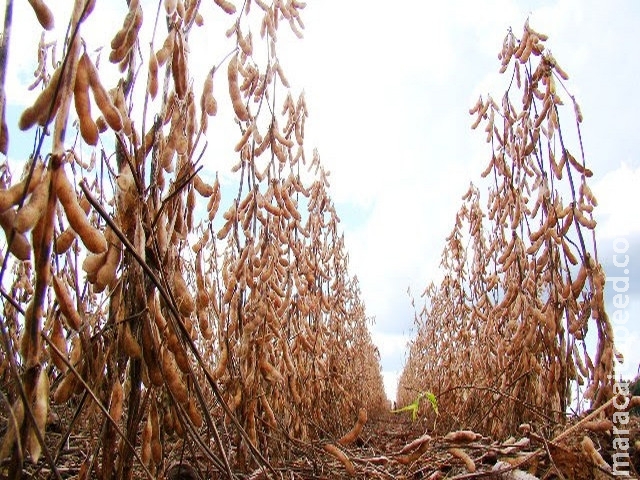 Mato Grosso do Sul tem 96% da safra de soja colhida, segundo Aprosoja/MS Mato Grosso do Sul tem 96% da safra de soja colhida, segundo Aprosoja/MS