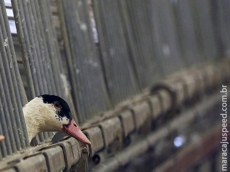  OMS diz que riscos de transmissão de gripe aviária entre humanos são baixos
