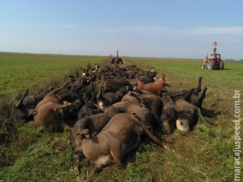 Onda de calor mata dezenas de animais em fazendas Onda de calor mata dezenas de animais em fazendas