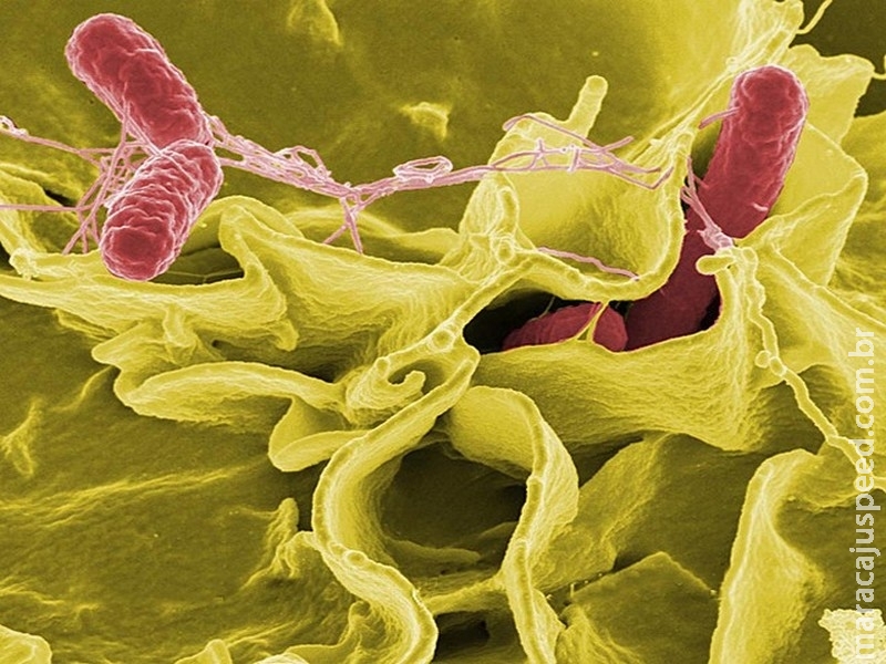 Pesquisa aponta presença de salmonela mais invasiva e mais resistente no Brasil Pesquisa aponta presença de salmonela mais invasiva e mais resistente no Brasil