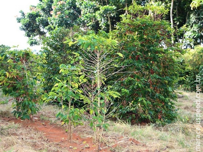 Pesquisa criada em Piumhi mapeia Pesquisa criada em Piumhi mapeia