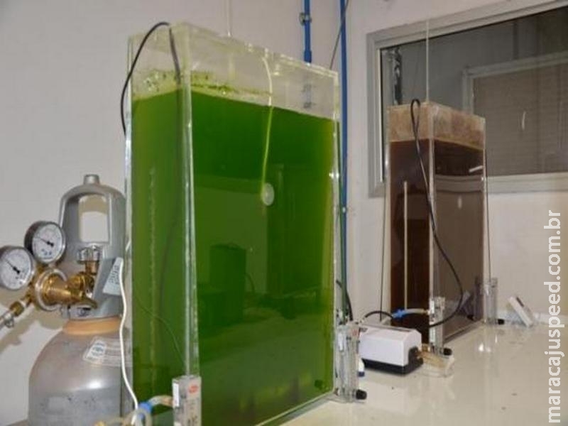 Pesquisa da Embrapa identifica microalgas que geram biocombustíveis Pesquisa da Embrapa identifica microalgas que geram biocombustíveis