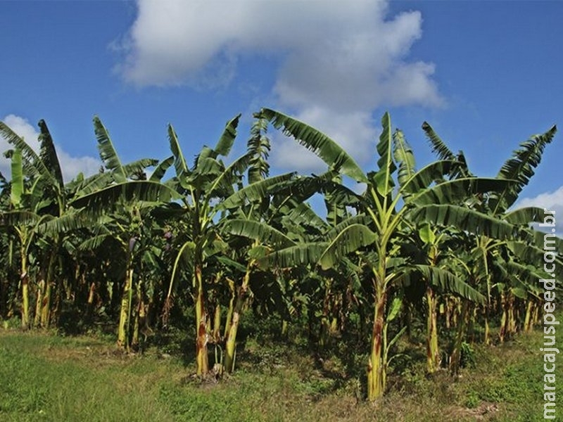 Pesquisa desenvolve banana mais resistente à Sigatoka-negra Pesquisa desenvolve banana mais resistente à Sigatoka-negra