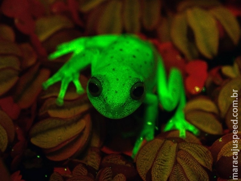 Pesquisadores brasileiros e argentinos descobrem fluorescência em rã