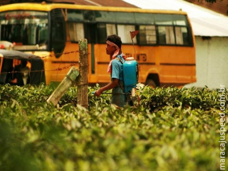 Pesticidas matam 200 mil pessoas por intoxicação aguda todo ano, alertam especialistas Pesticidas matam 200 mil pessoas por intoxicação aguda todo ano, alertam especialistas