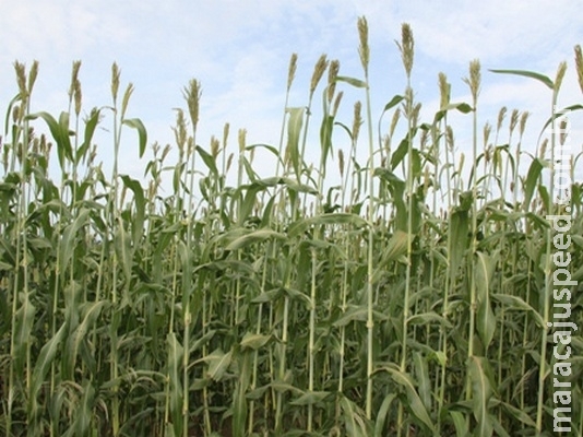 Plantio de soja em sucessão ao sorgo-sacarino exige atenção Plantio de soja em sucessão ao sorgo-sacarino exige atenção