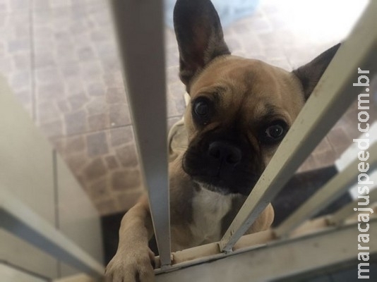 Vetada colocação de microchips em todos os cães de Mato Grosso do Sul Vetada colocação de microchips em todos os cães de Mato Grosso do Sul