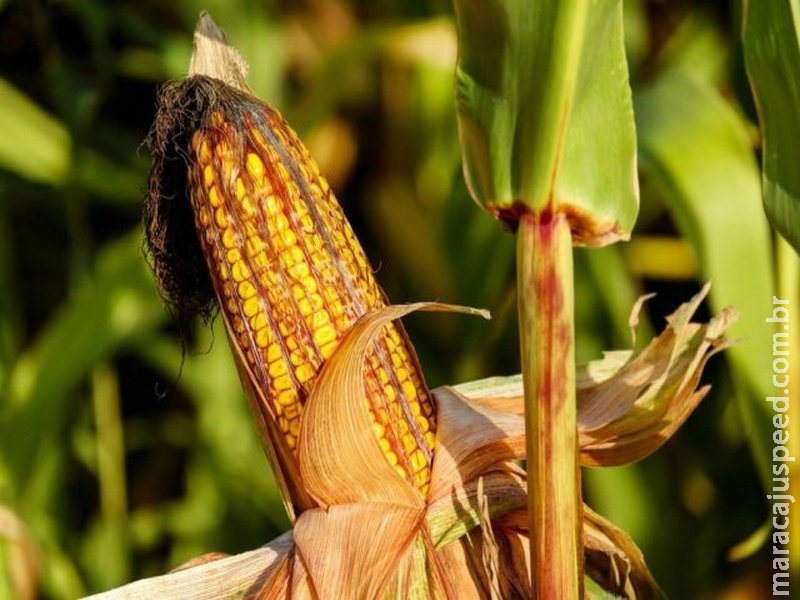 Brasil e Argentina impulsionam colheita de milho na América do Sul em 2017, diz FAO