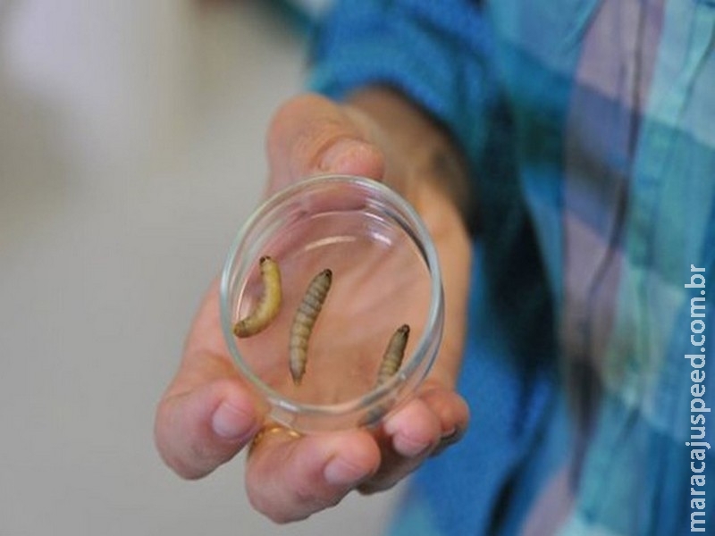 Cientistas apostam em lagarta comedora de plástico contra acúmulo de lixo