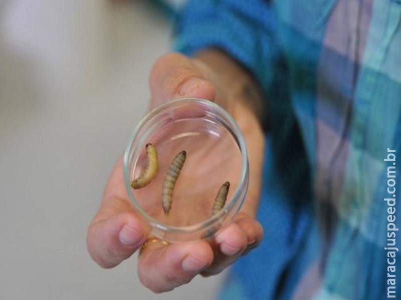 Cientistas apostam em lagarta comedora de plástico contra acúmulo de lixo Cientistas apostam em lagarta comedora de plástico contra acúmulo de lixo