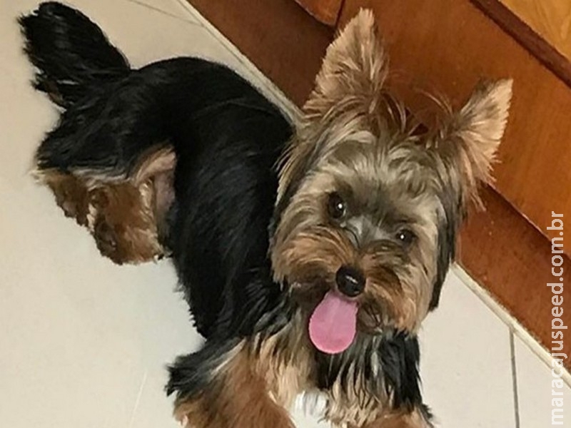 Donos já podem registrar animais de estimação em cartório Donos já podem registrar animais de estimação em cartório