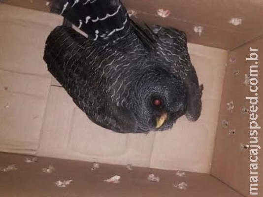 Espécie rara de coruja é capturada pela primeira vez em Campo Grande