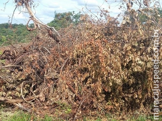 Fazendeiro é multado em R$ 1,8 mil por desmatar 2 hectares de cerrado Fazendeiro é multado em R$ 1,8 mil por desmatar 2 hectares de cerrado