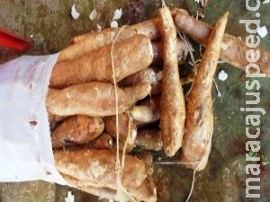 Homem é preso por furtar mandioca do quintal do vizinho