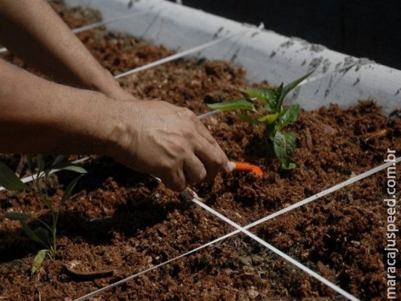 Mais de 67% das lavouras usam tecnologia na produção agrícola Mais de 67% das lavouras usam tecnologia na produção agrícola